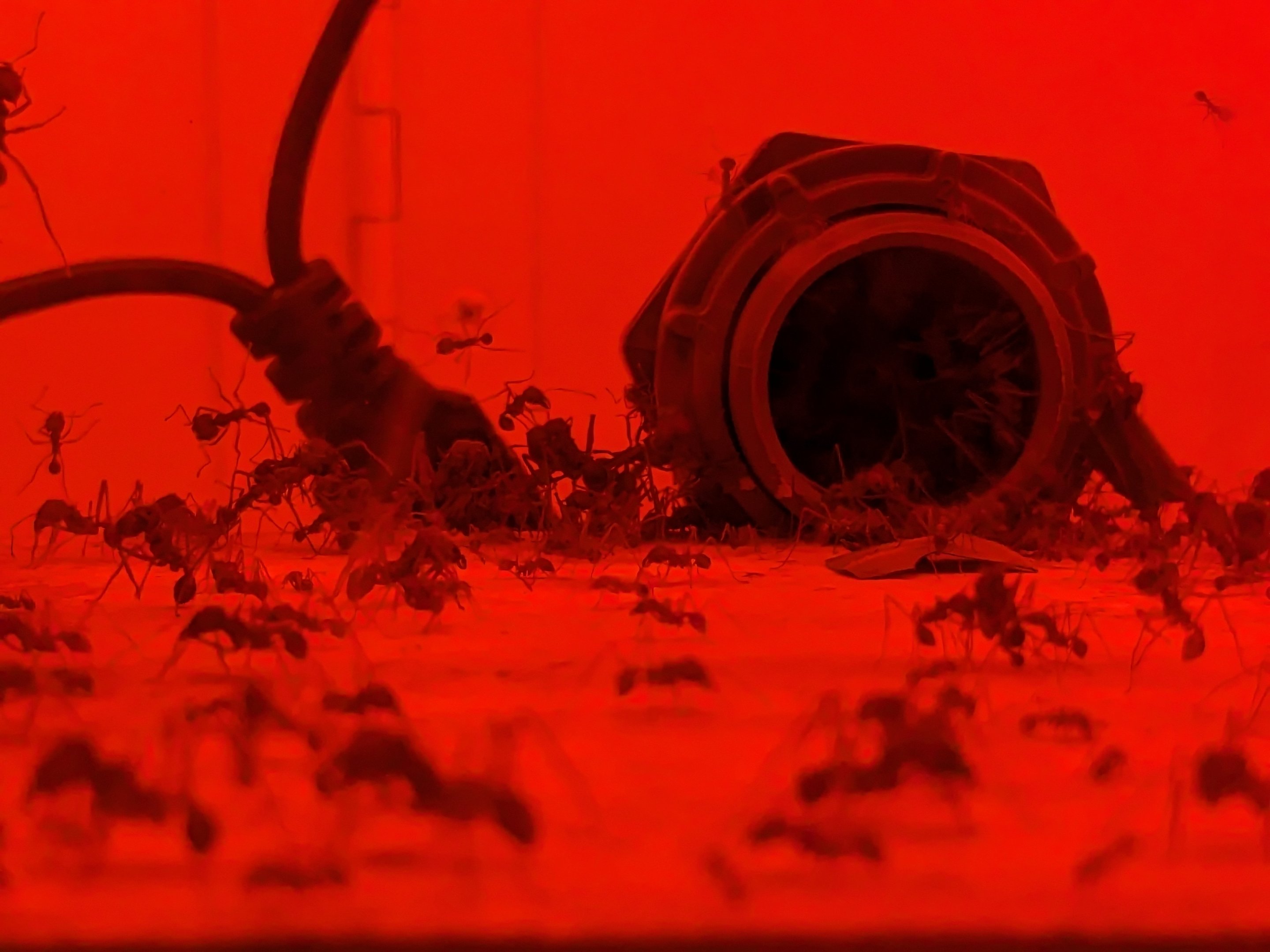 Texas Leafcutter Ants