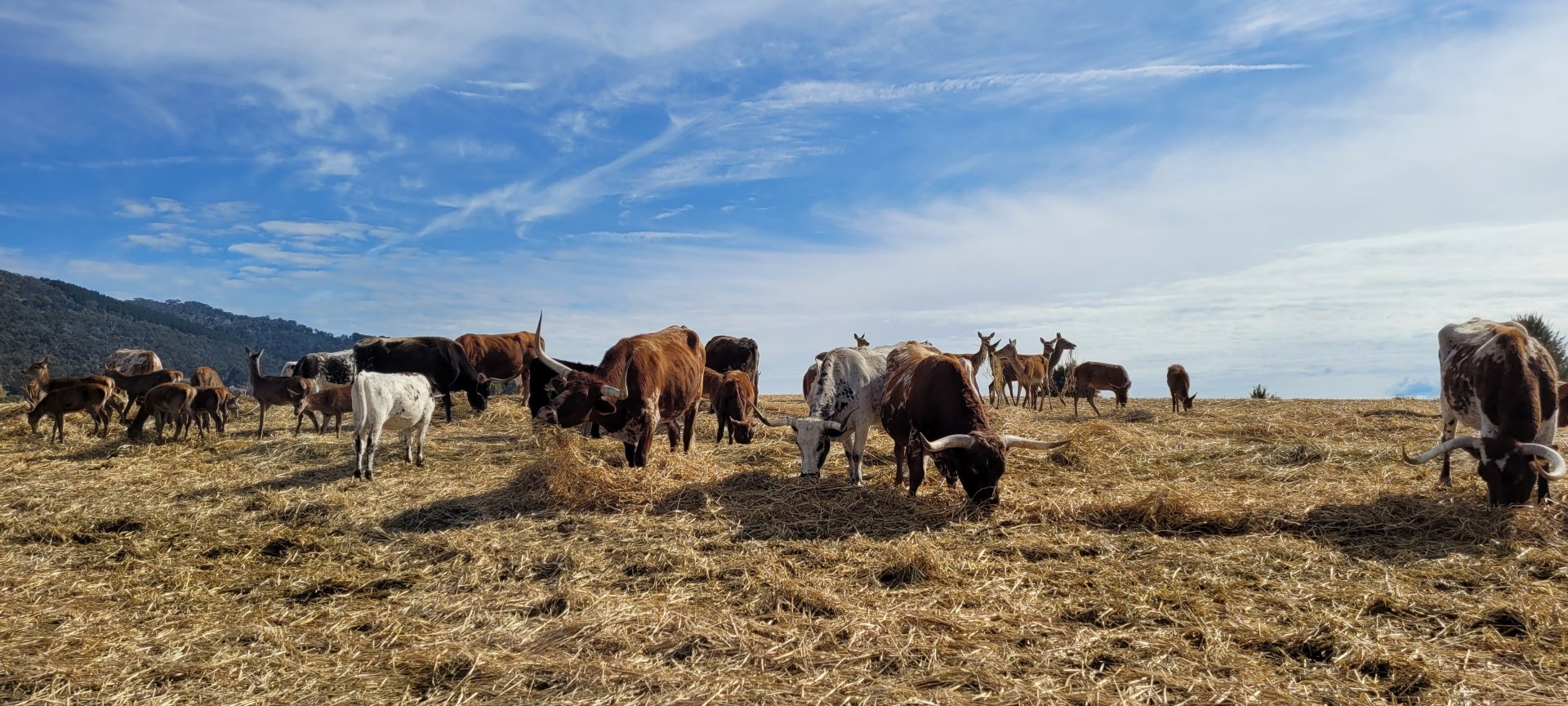Texas Long horned Cattle