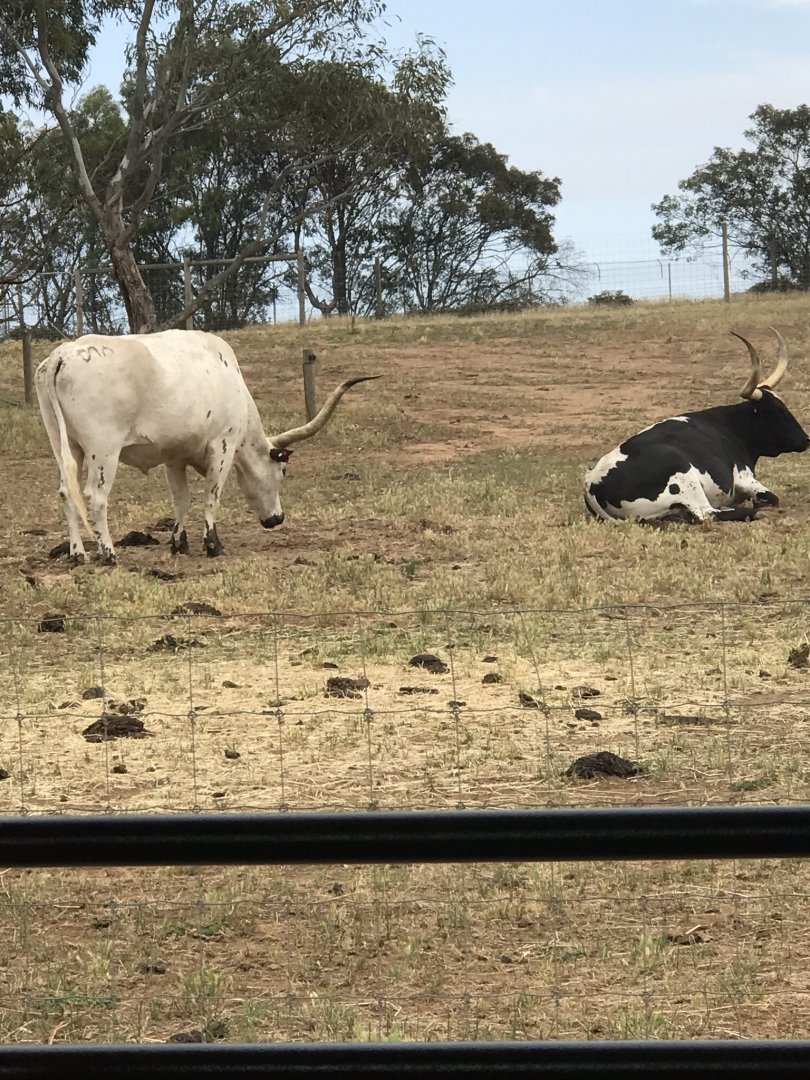 Texas longhorn cattle (Bos taurus)