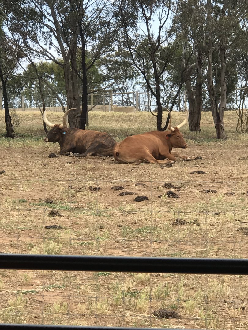 Texas longhorn cattle (Bos taurus)