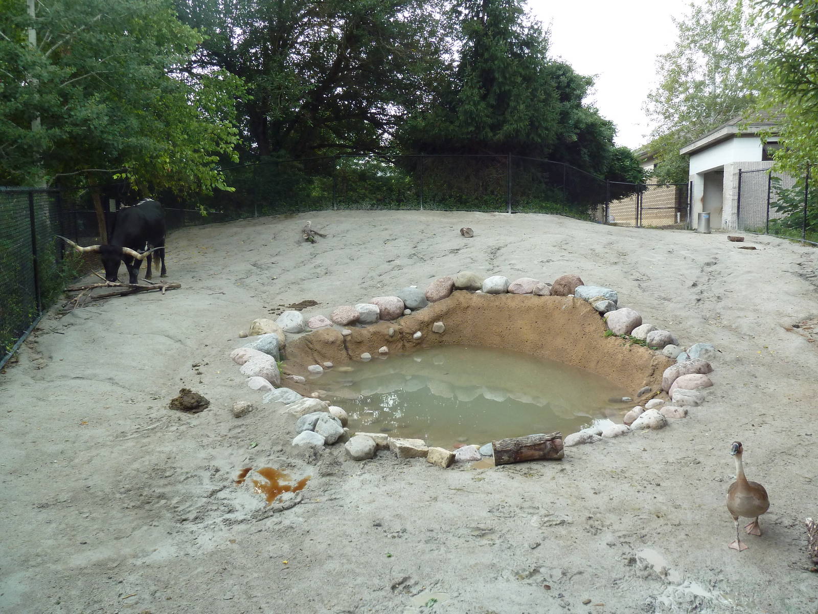 Texas Longhorn Cattle Exhibit