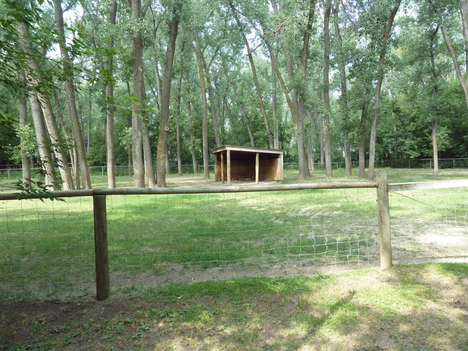Texas Longhorn Cattle Exhibit