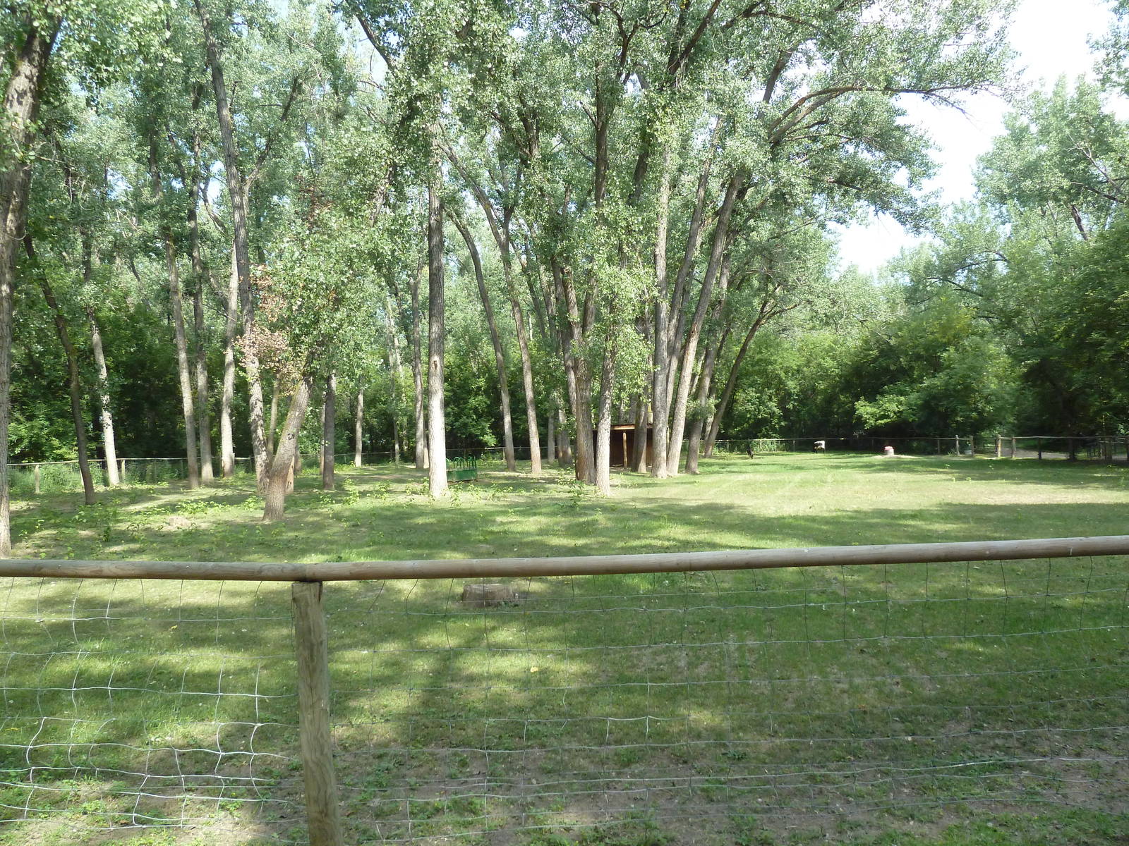Texas Longhorn Cattle Exhibit