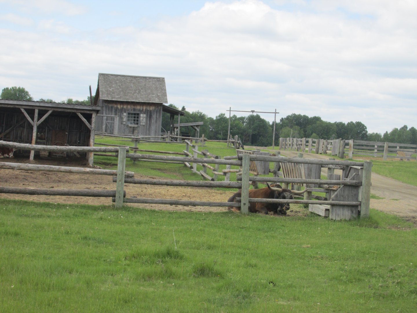 Texas longhorn from train