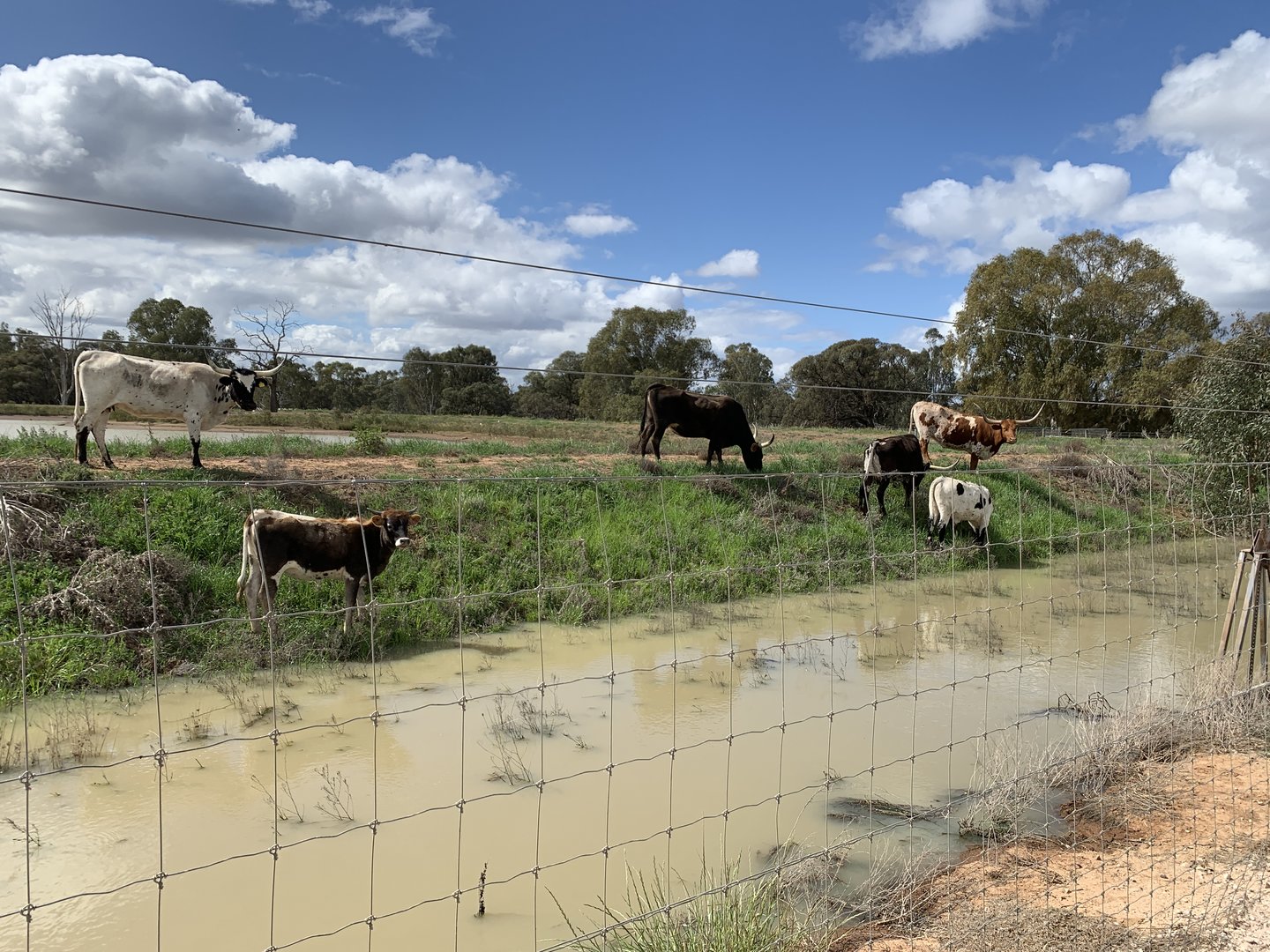 Texas Longhorn Paddock