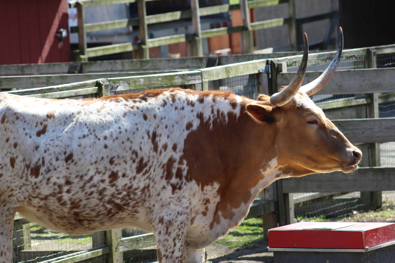 Texas Longhorn
