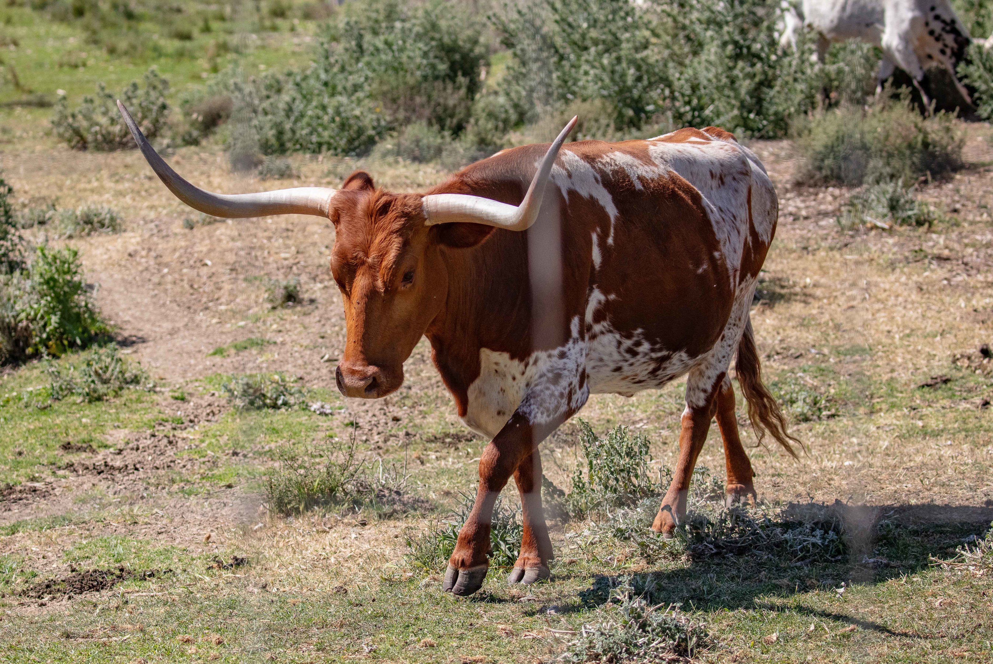 Texas Longhorn