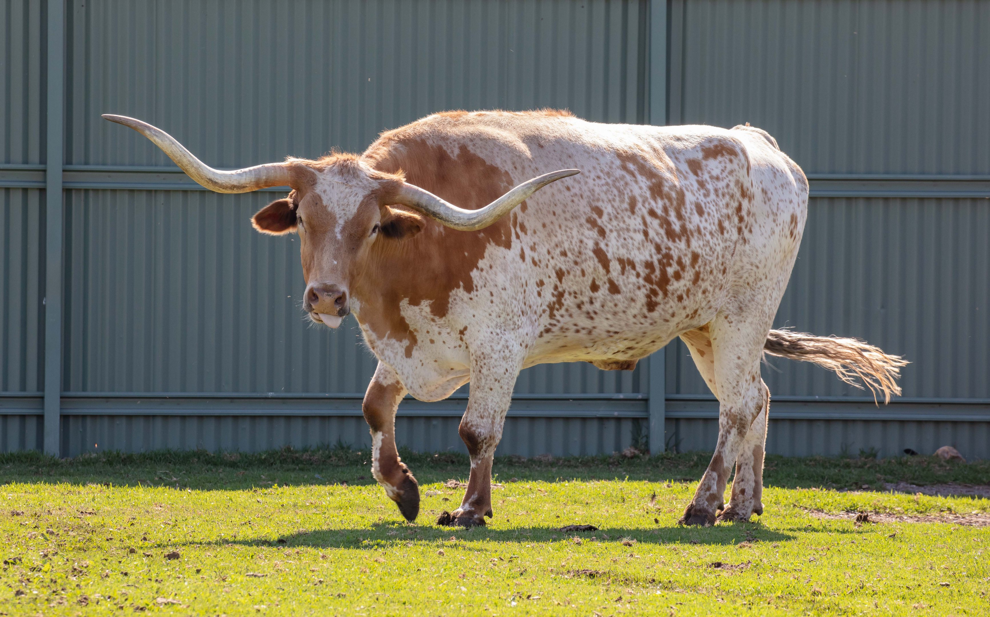Texas Longhorn
