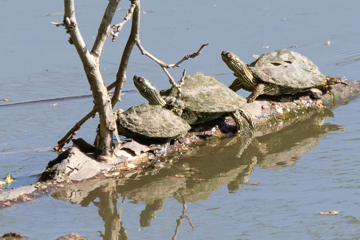 Texas Map Turtle- Perimyotis subflavus