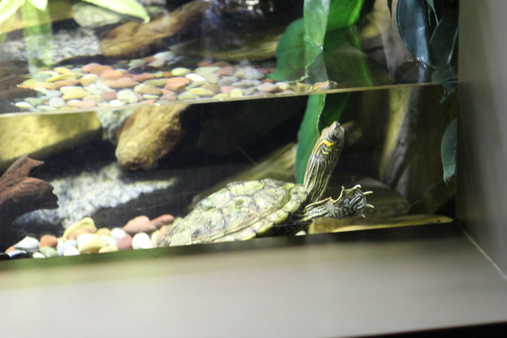 Texas Map Turtle