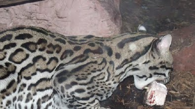 Texas Ocelot