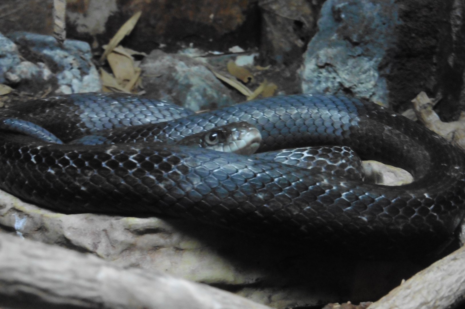 Texas Rat Snake (elaphe obsoleta lindheimeri)