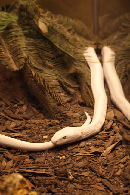 texas rat snake (leucistic)