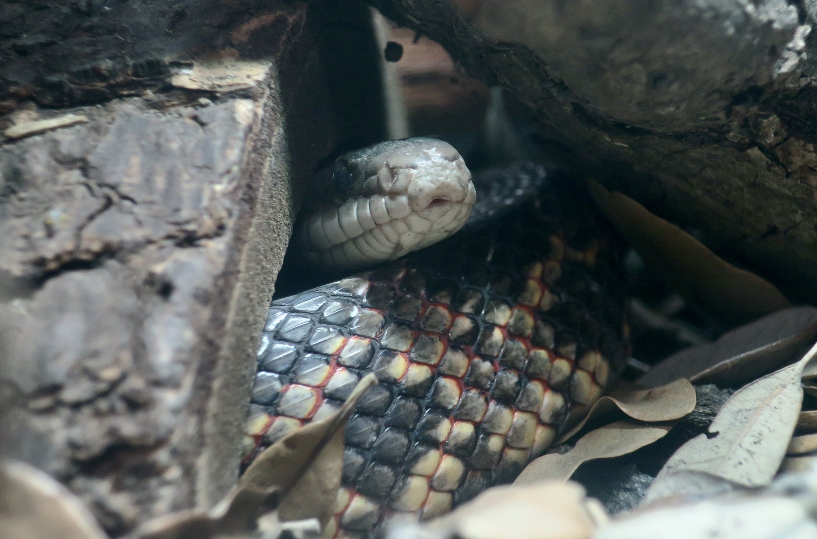 Texas Rat Snake (Pantherophis obsoletus lindheimeri)