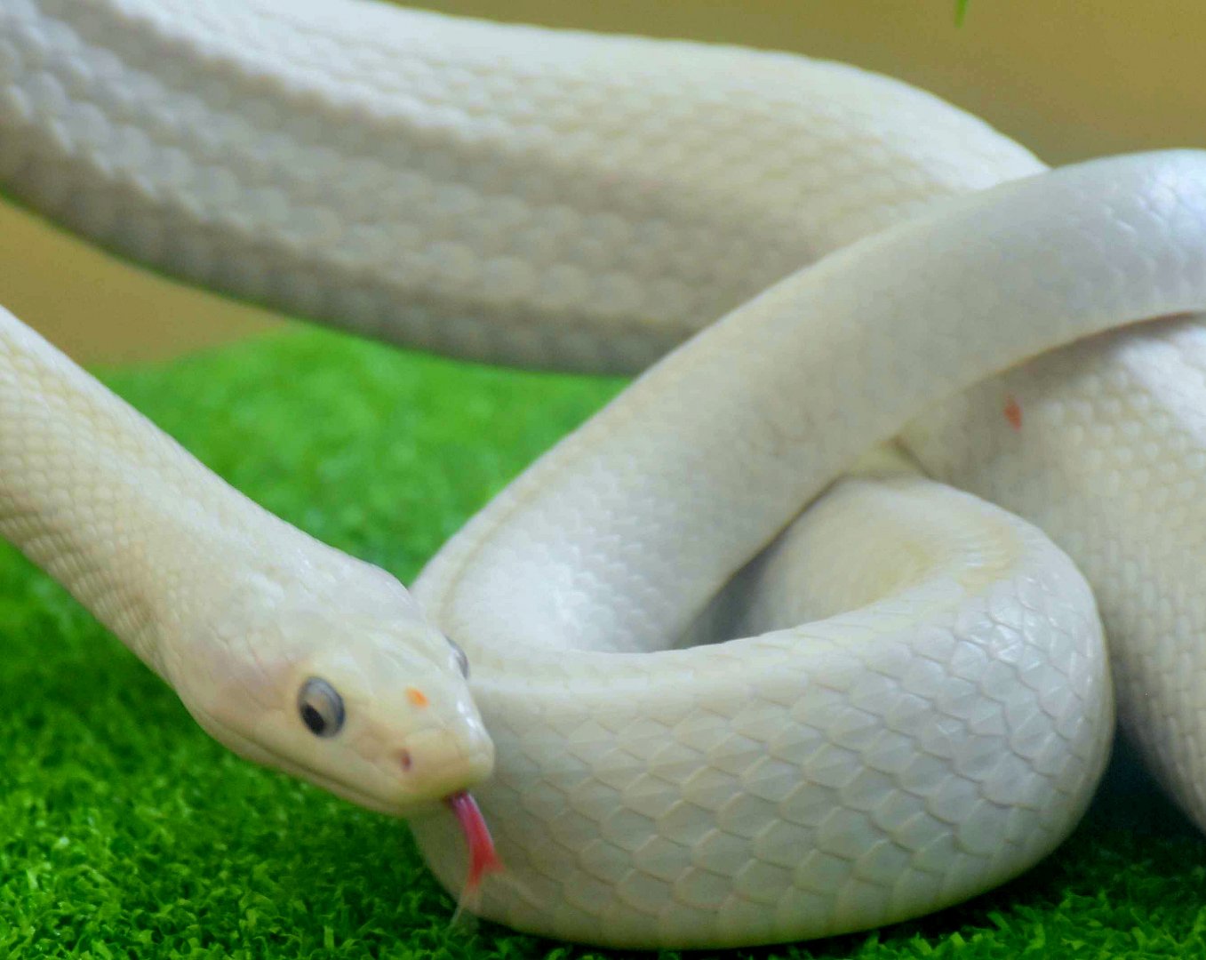 Texas Rat Snake (Pantherophis obsoletus lindheimeri)