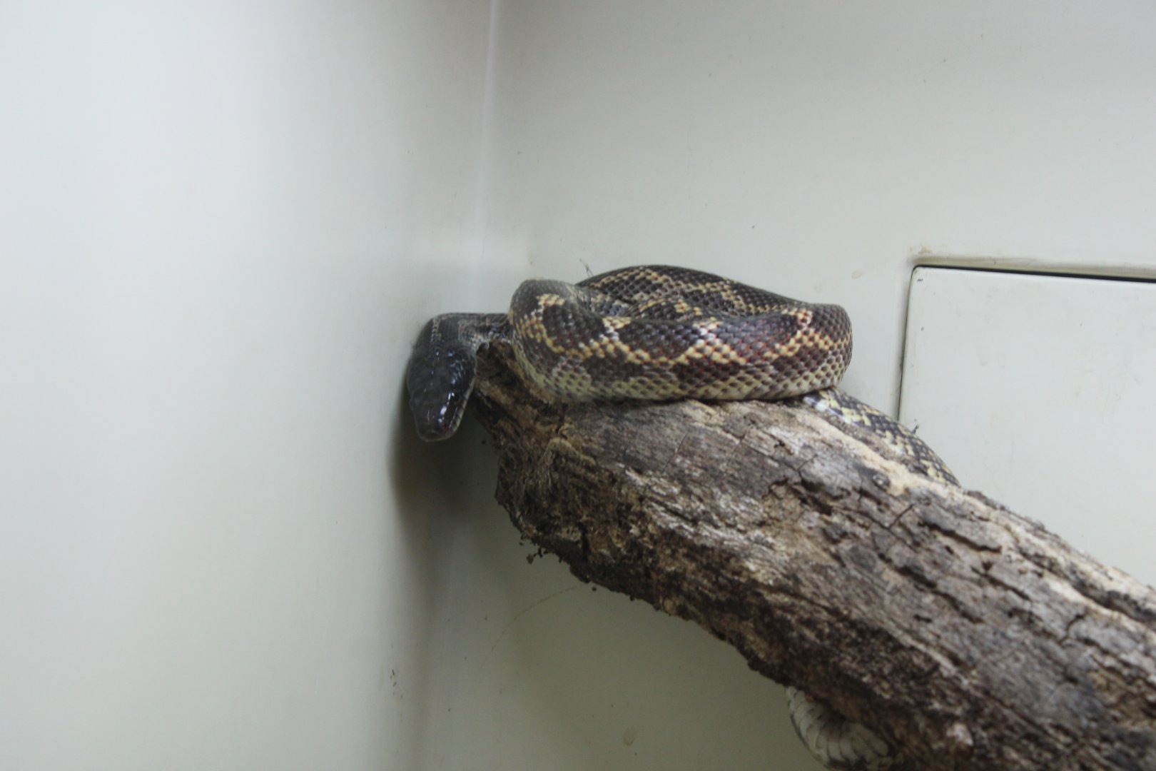 Texas Rat Snake