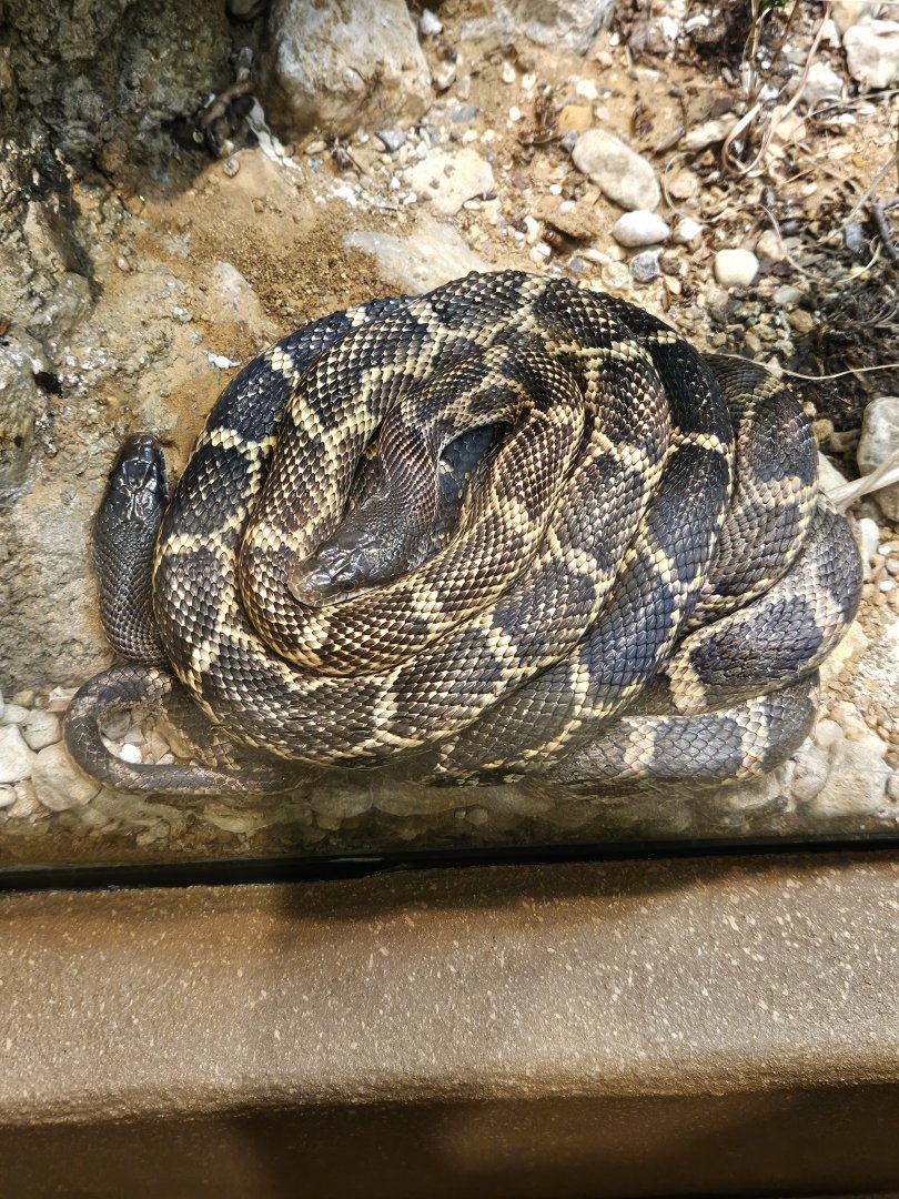 Texas rat snakes