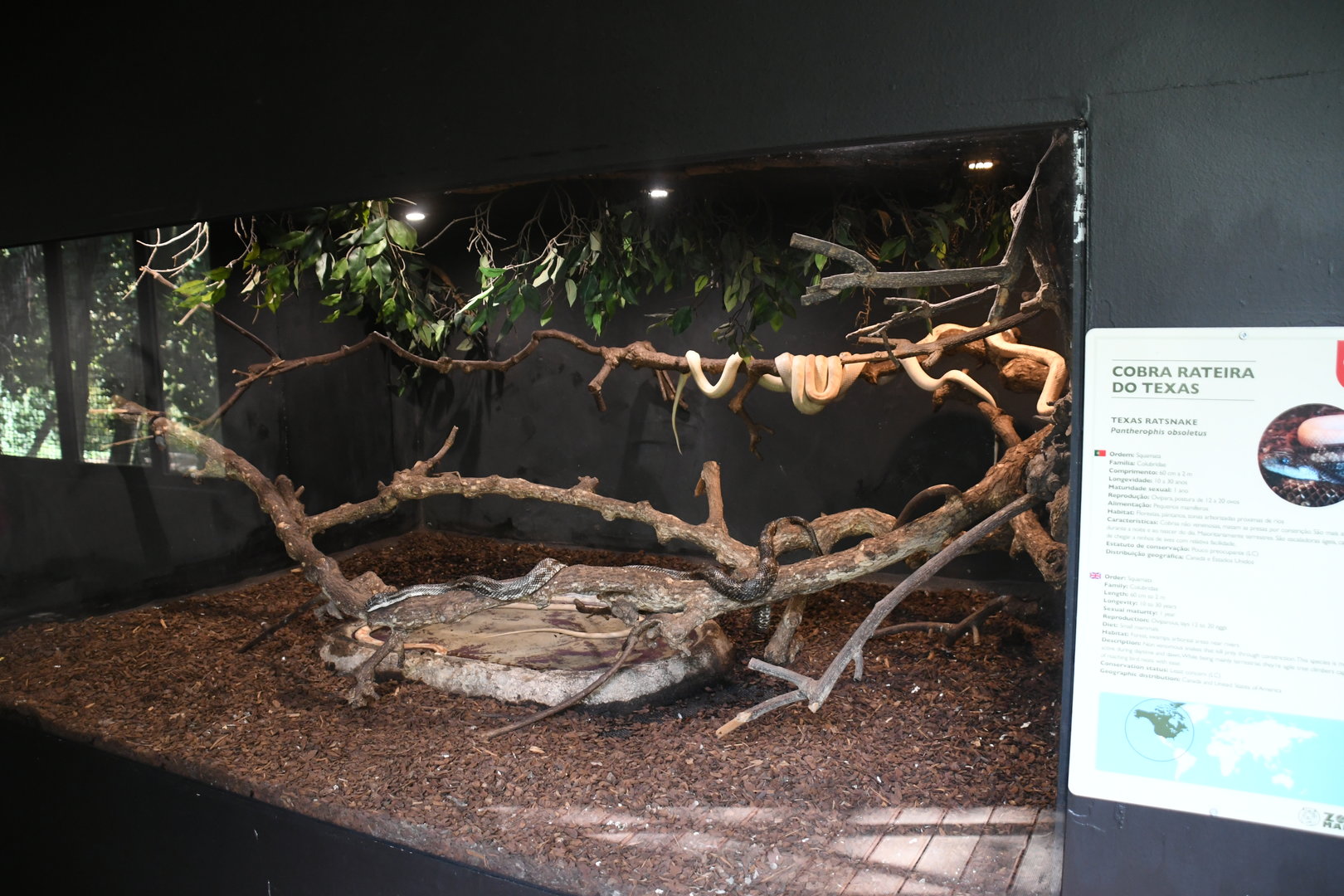 Texas Ratsnakes tank (Reptile House)