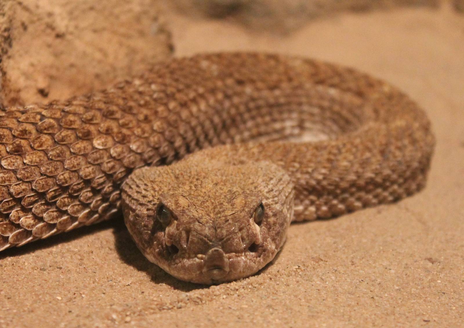 Texas rattlesnake