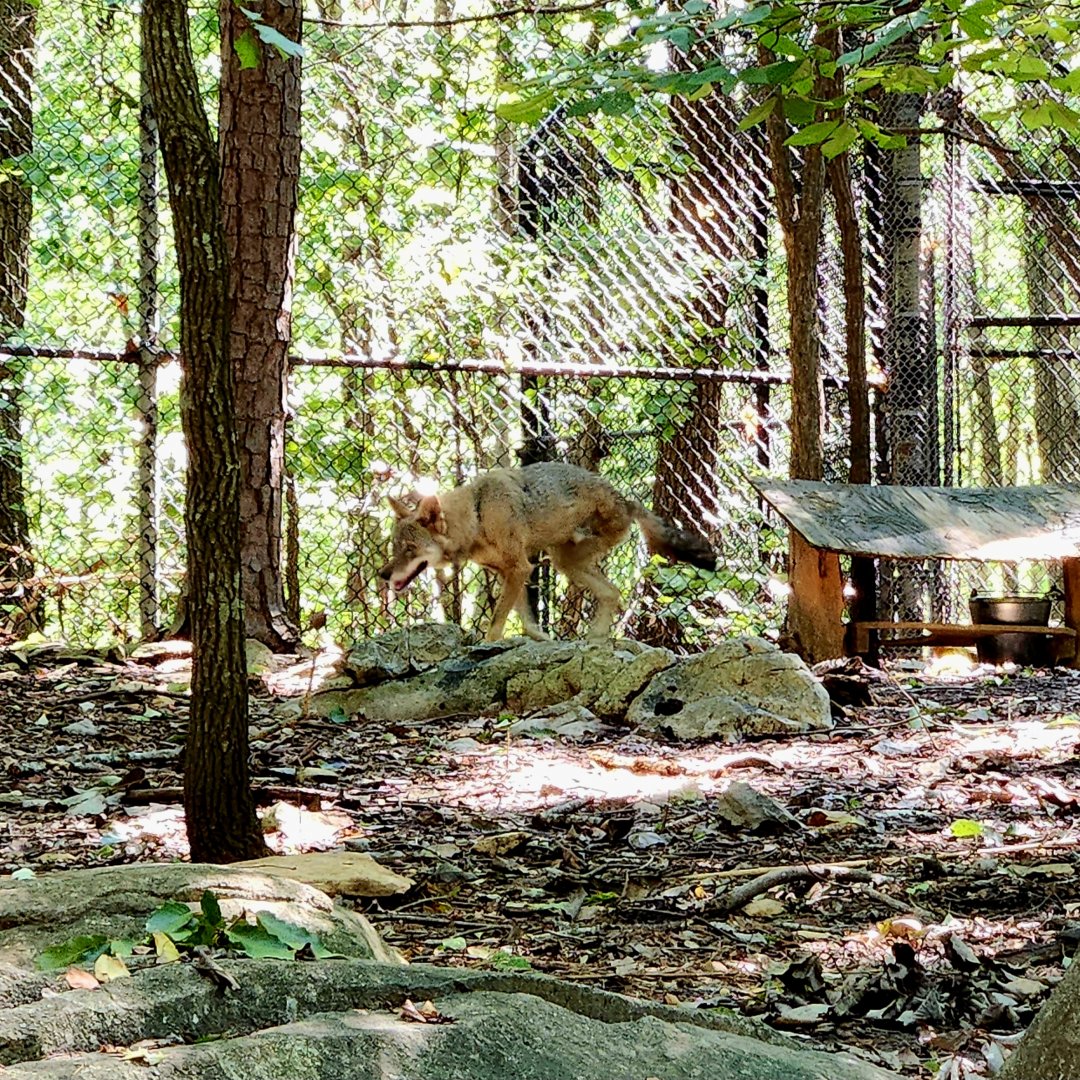 Texas Red Wolf (Canis rufus rufus)