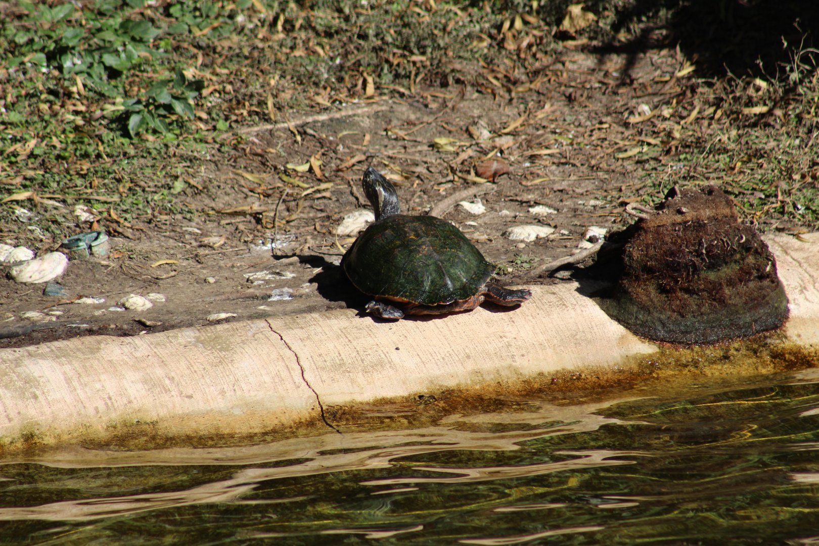 Texas River Cooter??