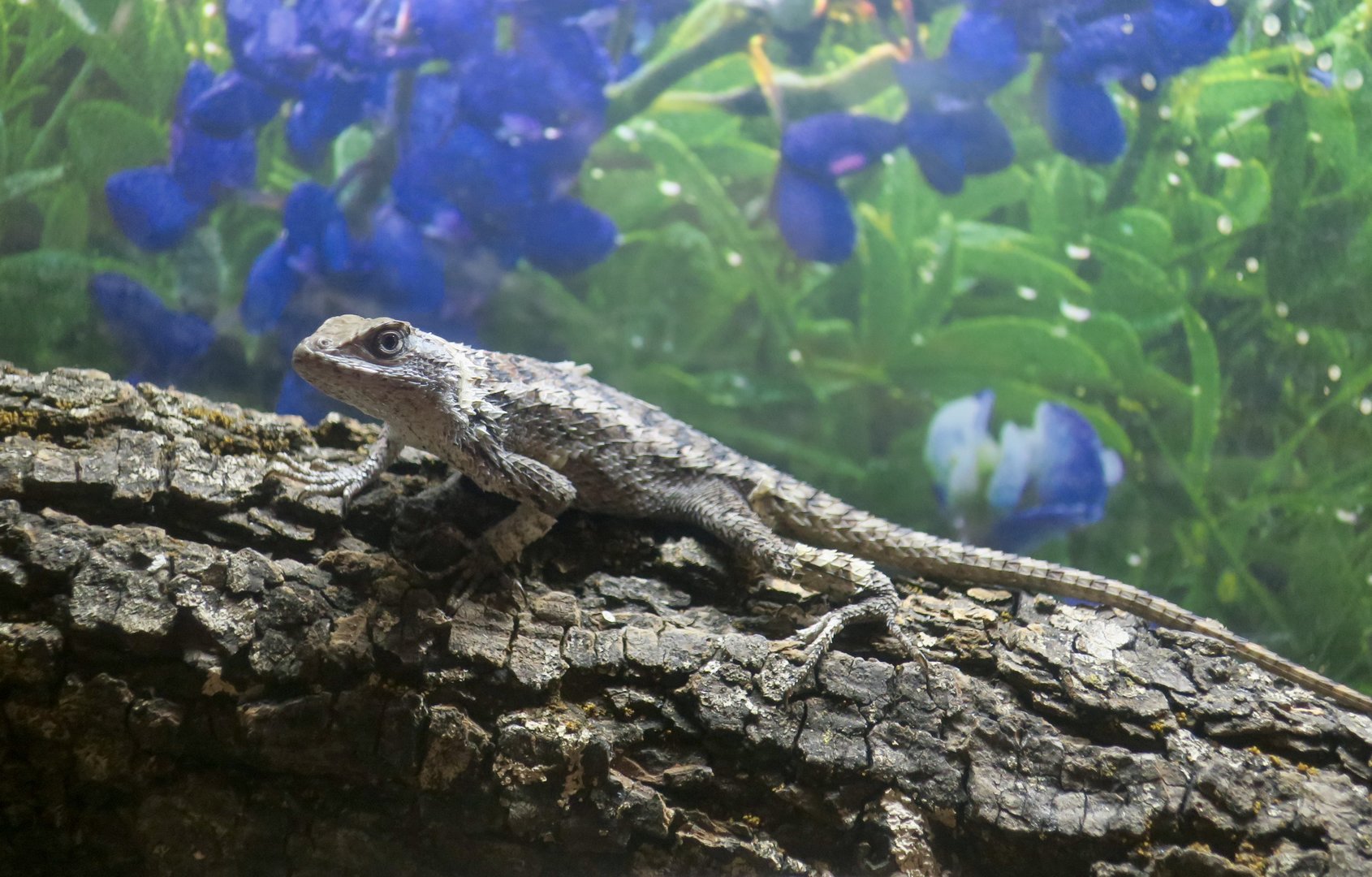 Texas Spiny Lizard (Sceloporus olivaceus)