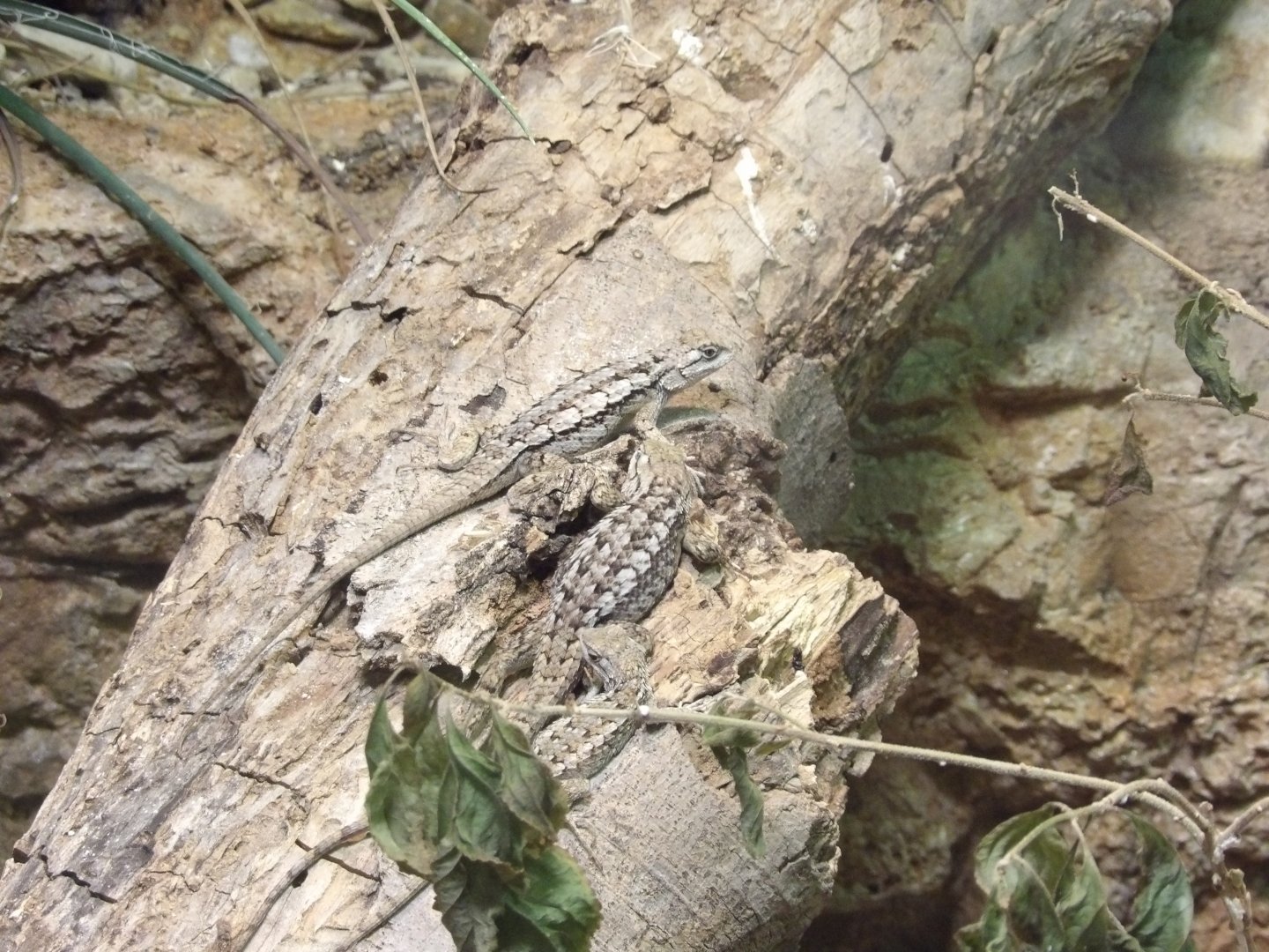 Texas Spiny Lizard(Sceloporus olivaceus)