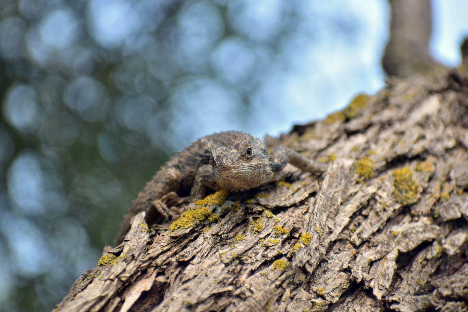 Texas Spiny Lizard