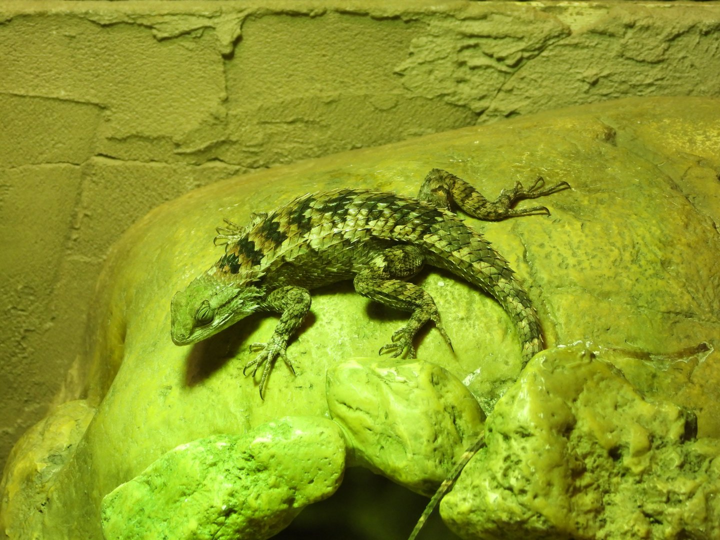Texas spiny lizard