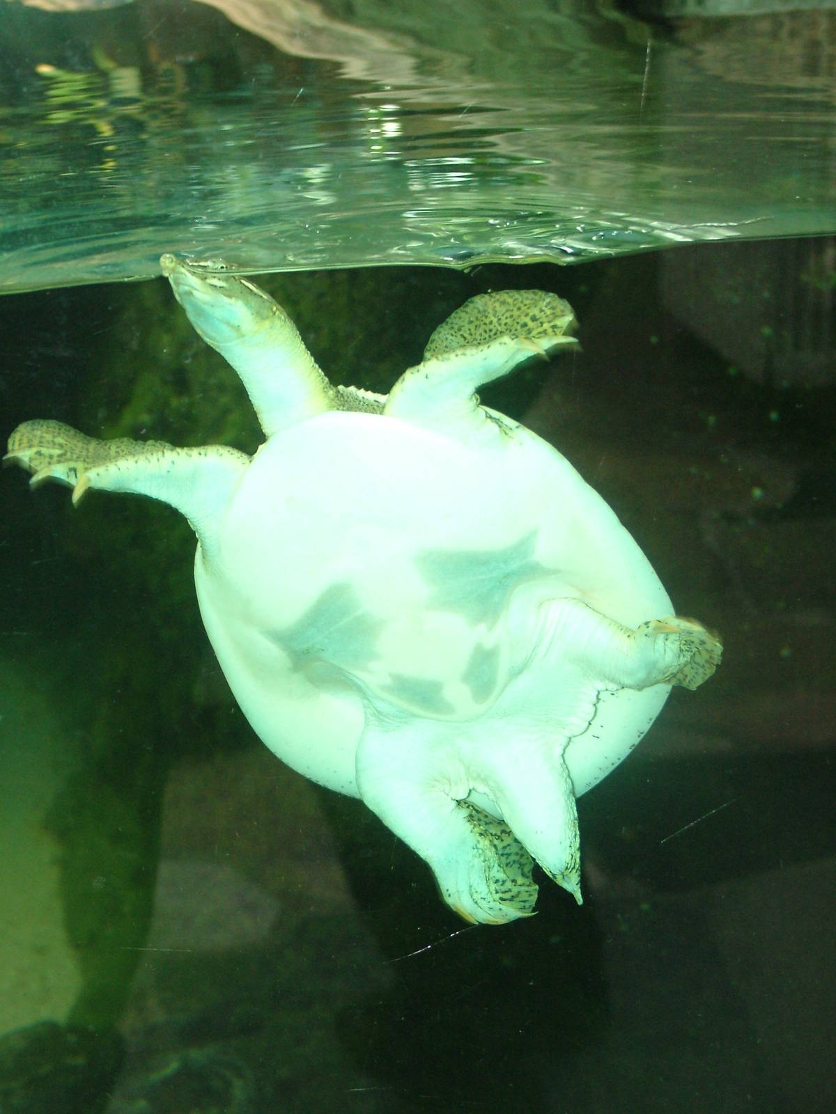Texas Spiny Soft-shelled Turtle at Frankfurt 31/08/10