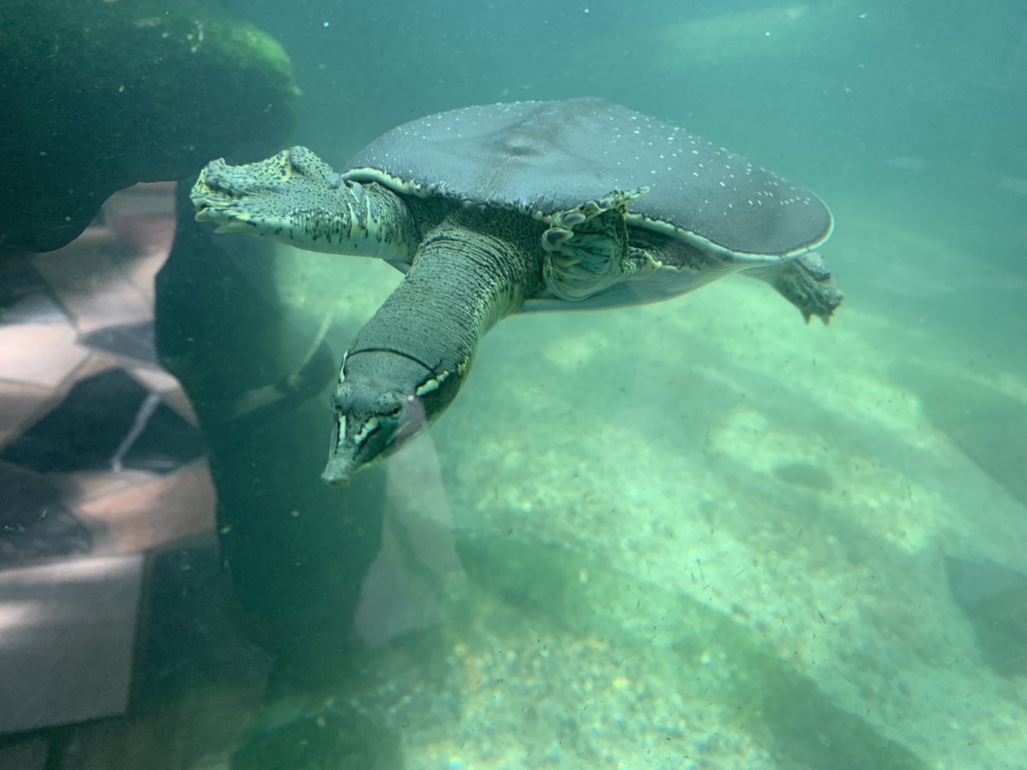 Texas spiny softshell turtle