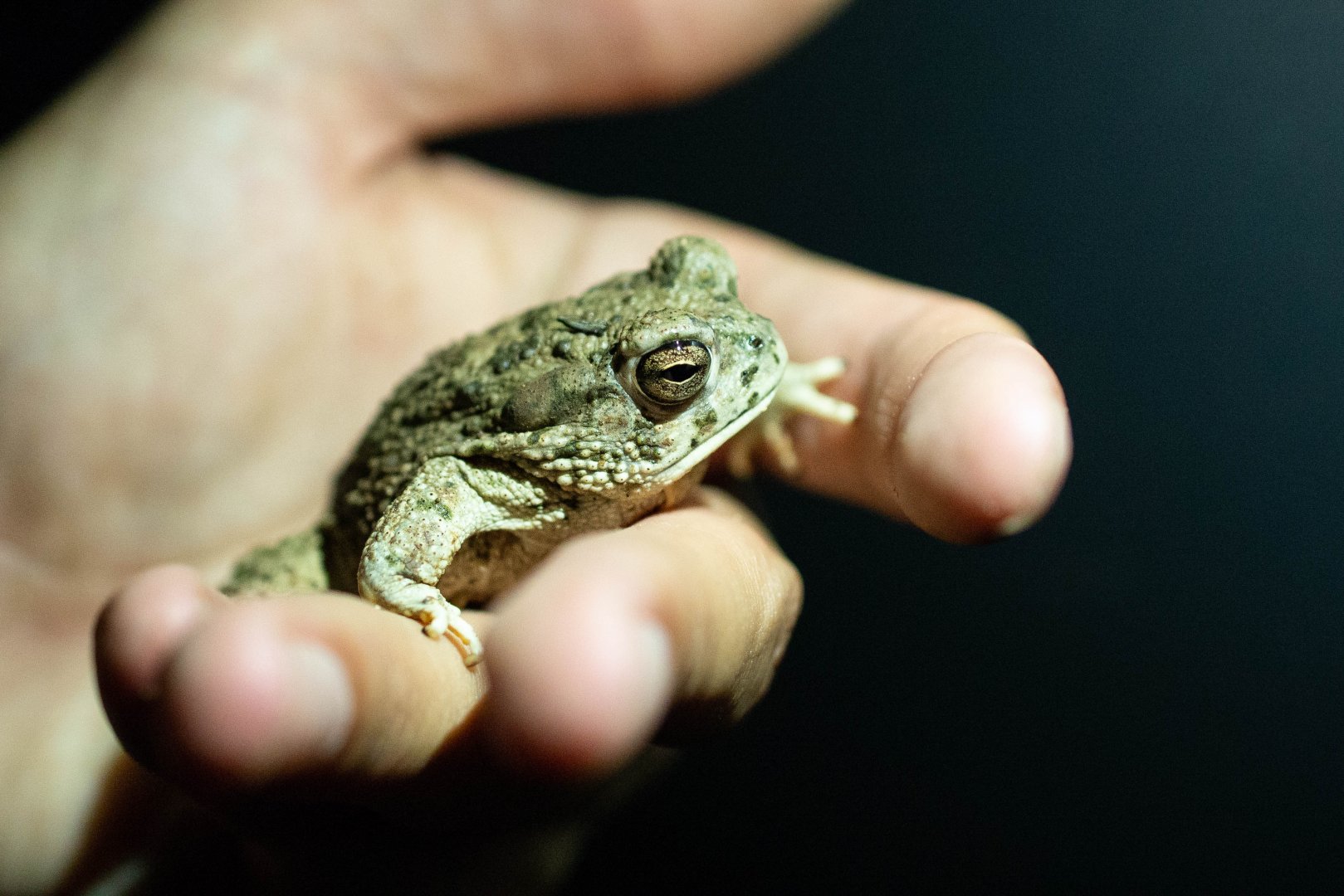 Texas Toad- Anaxyrus speciosus