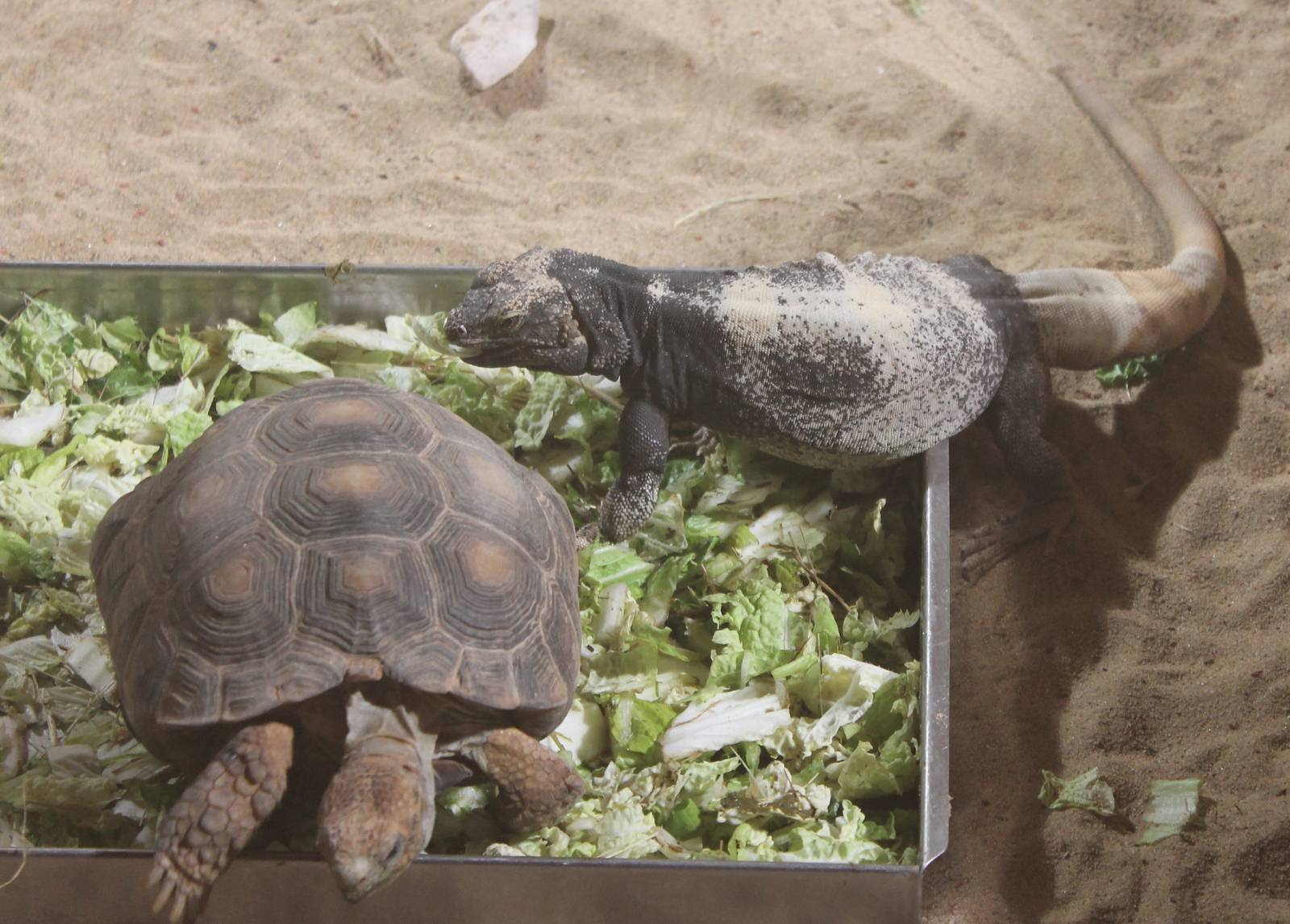 Texas tortoise and Common chuckwalla