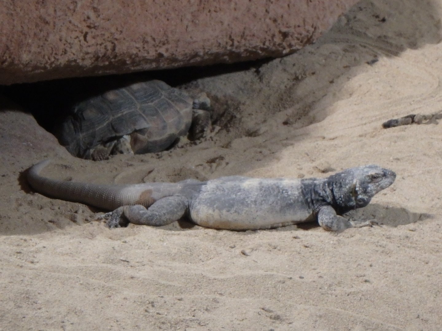 Texas tortoise and common chuckwalla