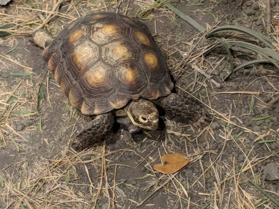 Texas tortoise (Gopherus berlandieri)