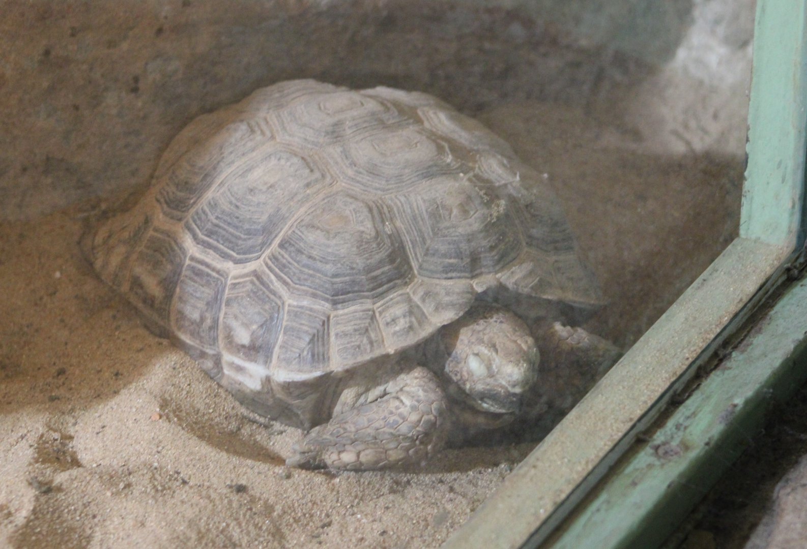 Texas tortoise - Gopherus berlandieri