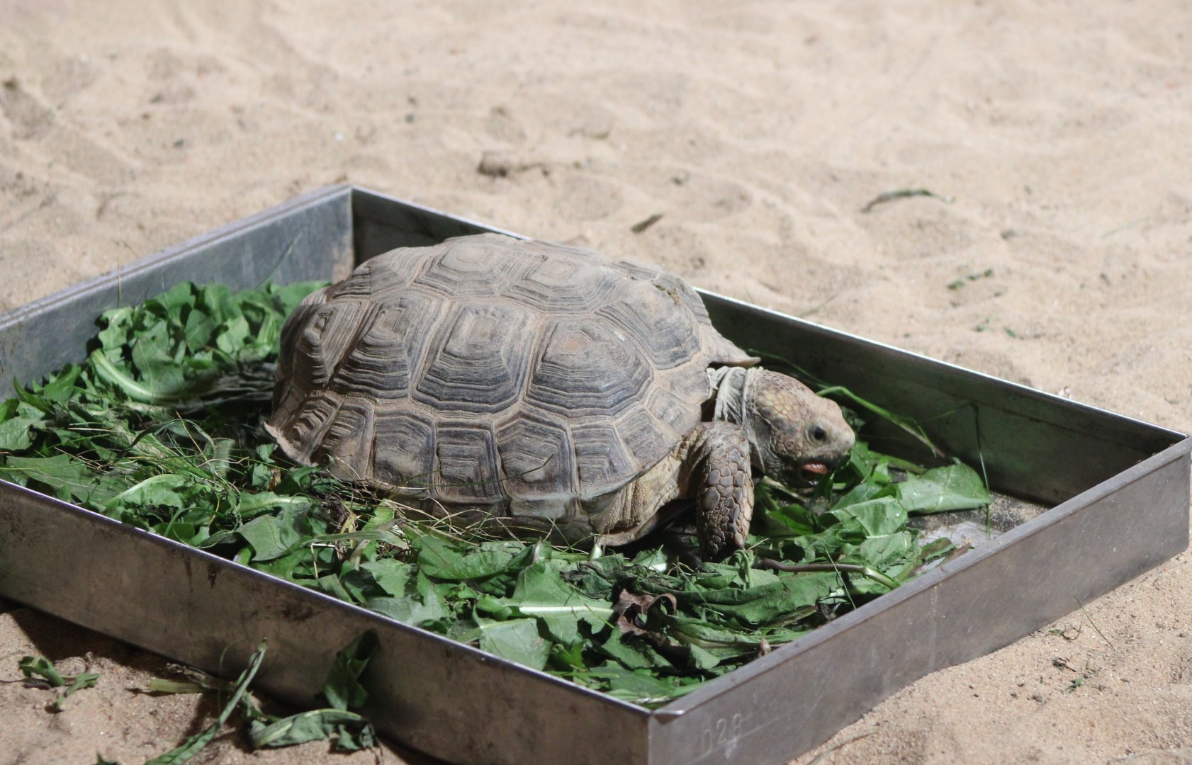 Texas tortoise - Gopherus berlandieri