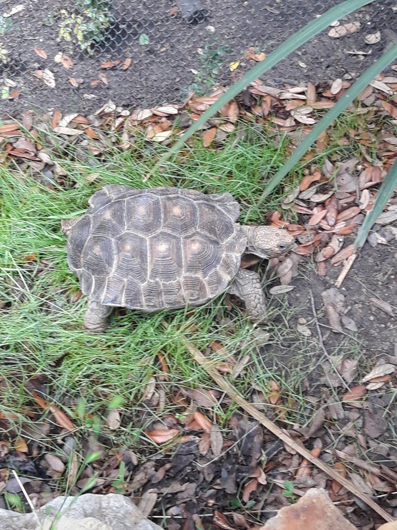 Texas tortoise