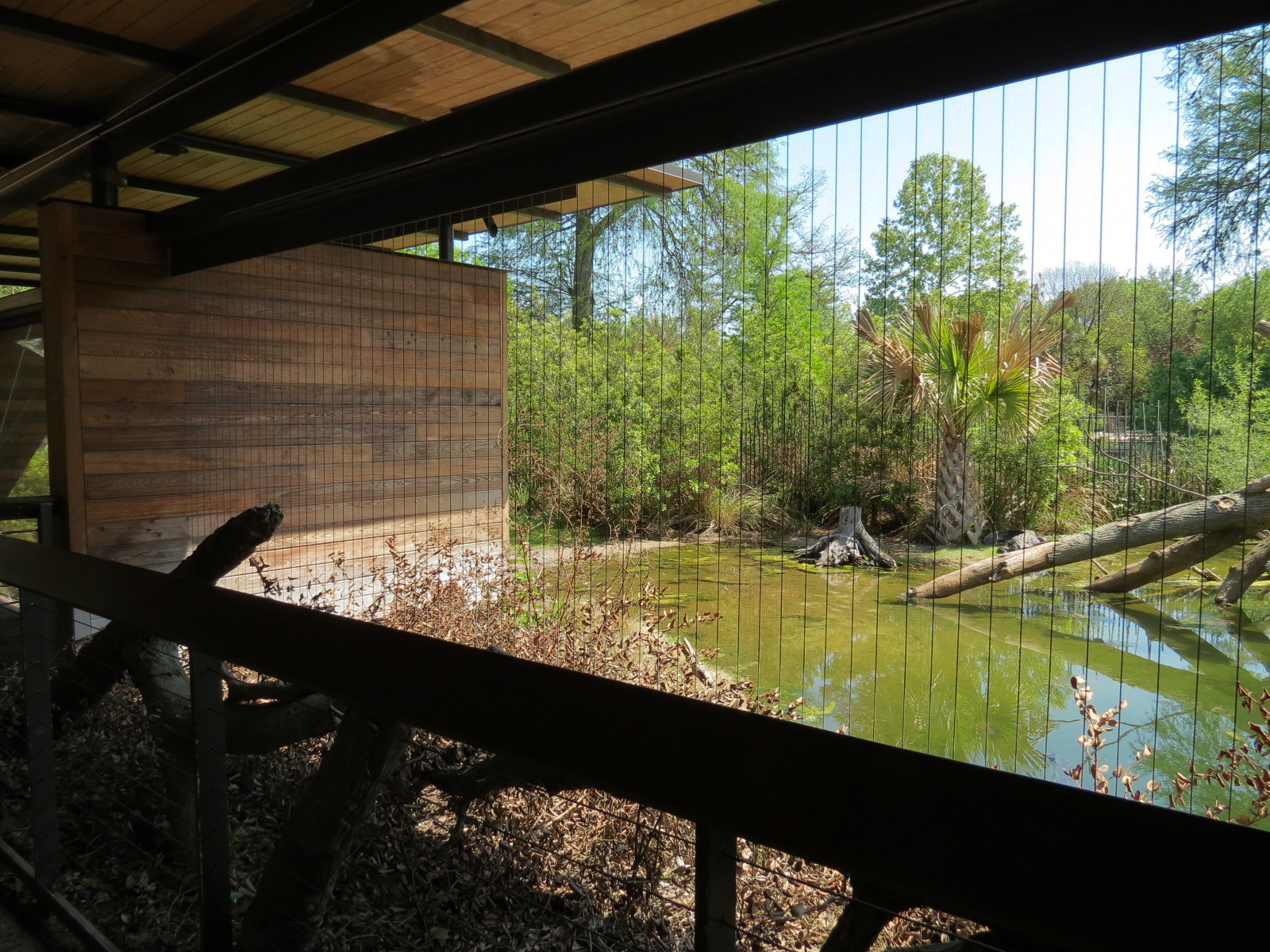 Texas Wetlands - American Alligator Exhibit - Viewing Shelter