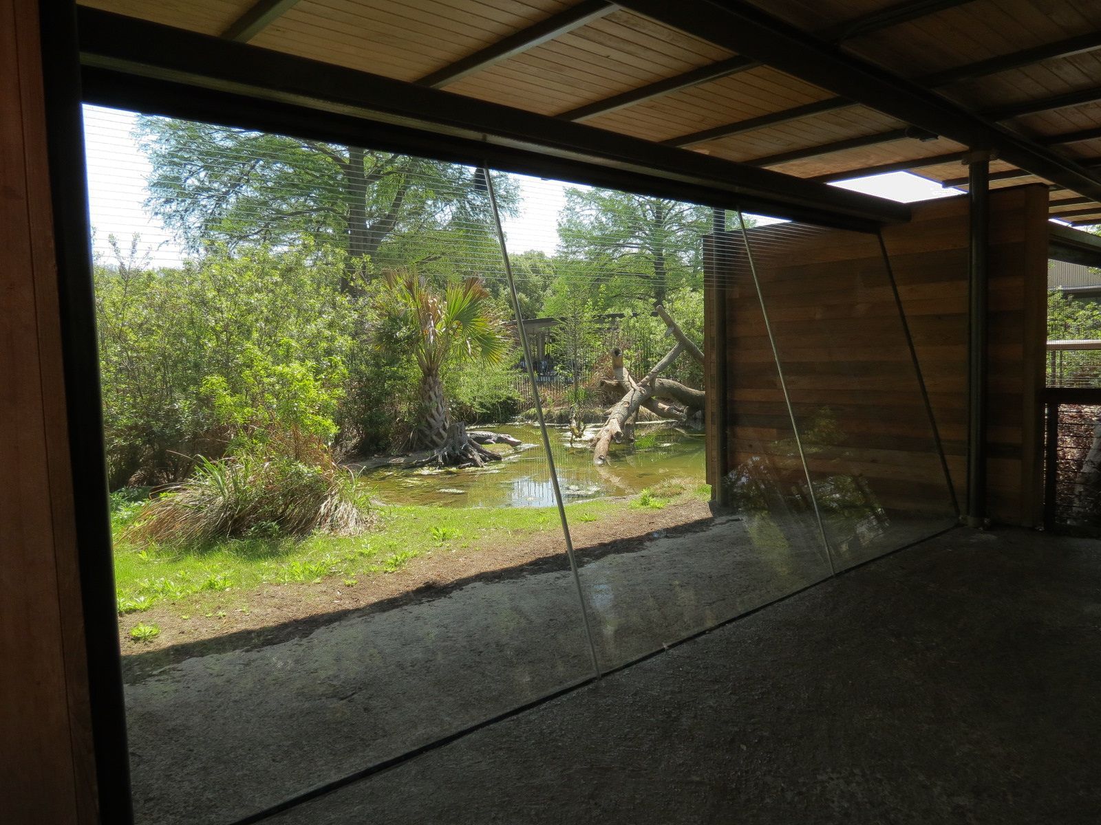 Texas Wetlands - American Alligator Exhibit - Viewing Window