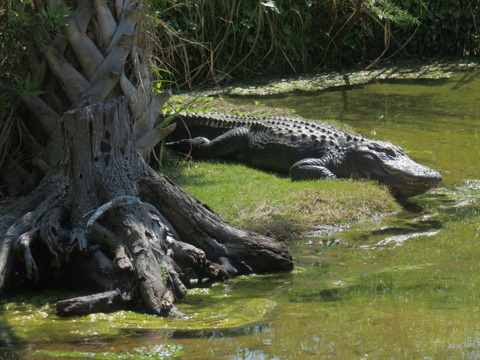 Texas Wetlands - American Alligator Exhibit