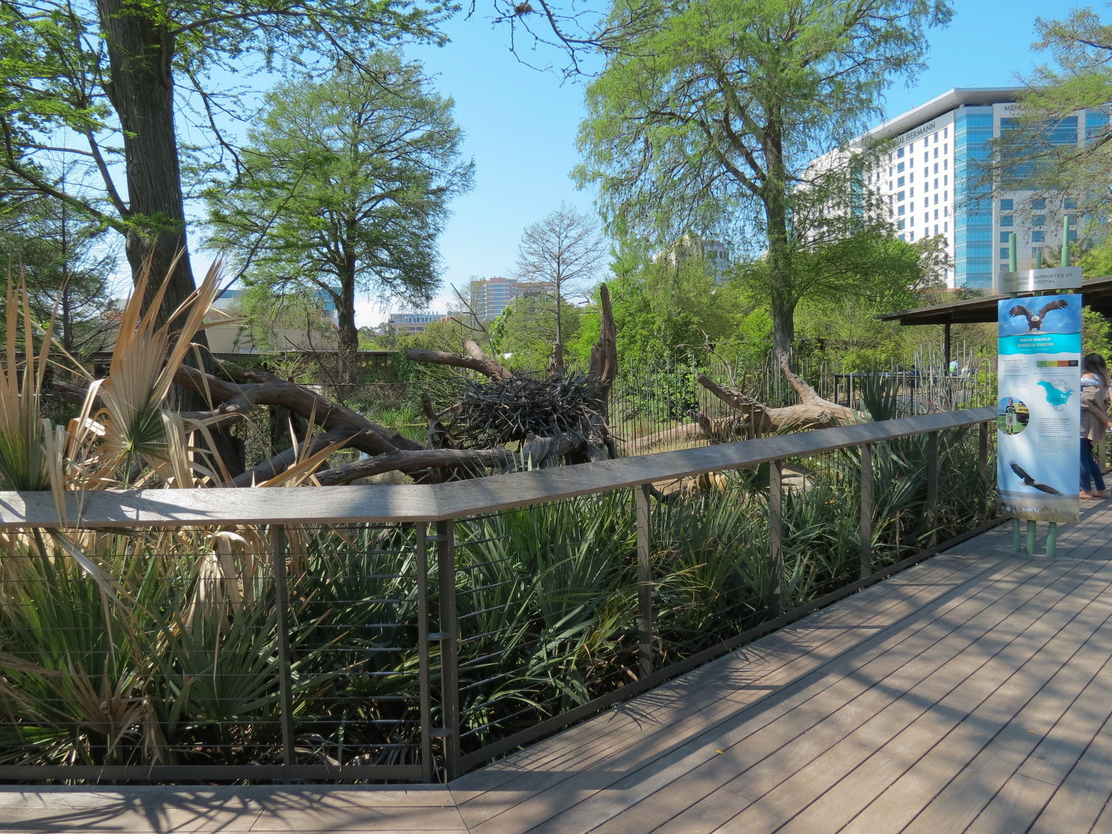 Texas Wetlands - Bald Eagle Exhibit - Viewing Area
