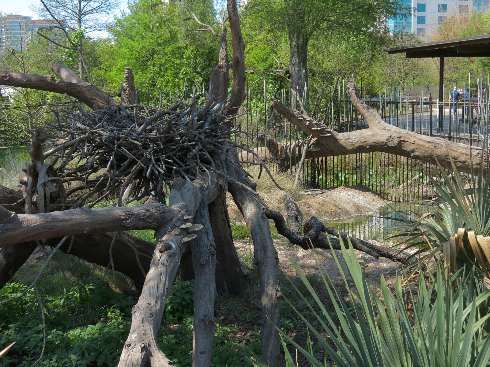 Texas Wetlands - Bald Eagle Exhibit