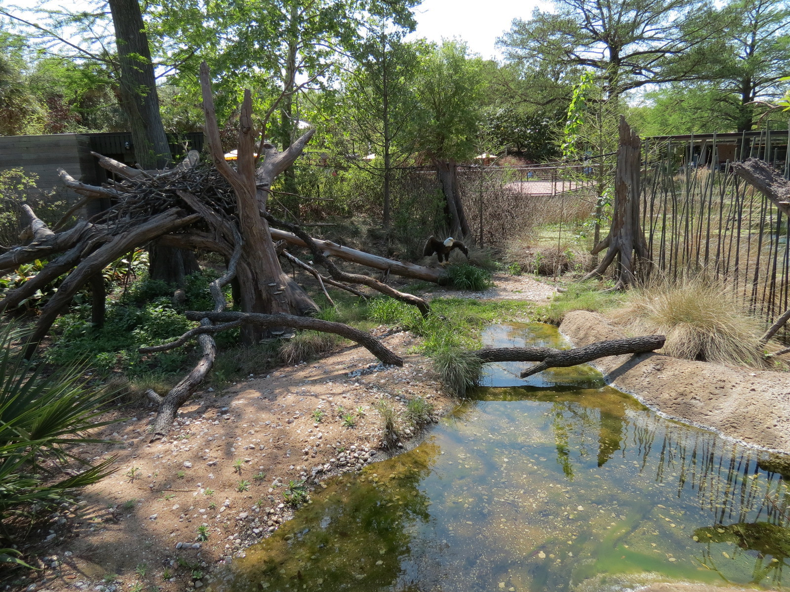 Texas Wetlands - Bald Eagle Exhibit