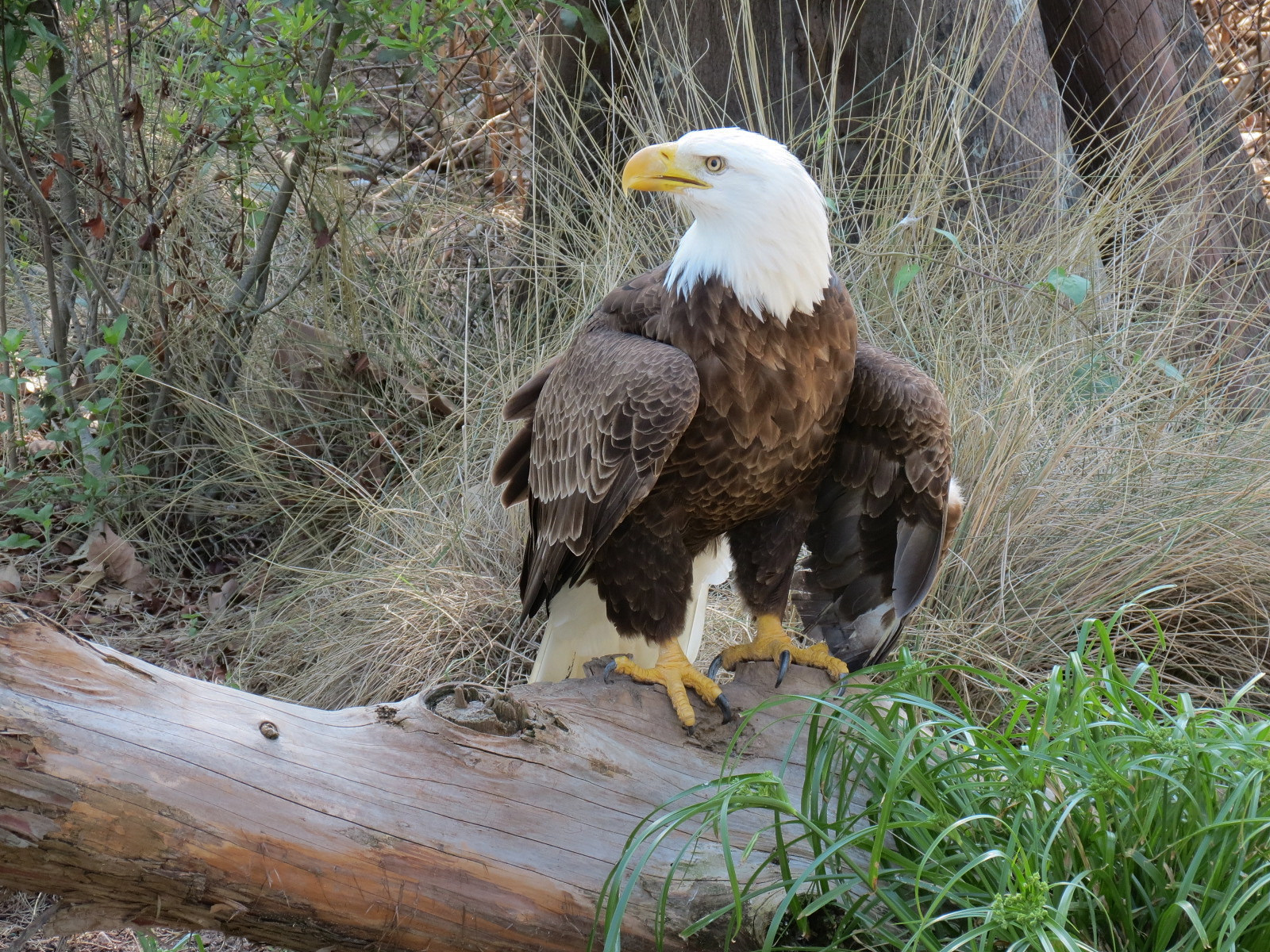 Texas Wetlands - Bald Eagle Exhibit