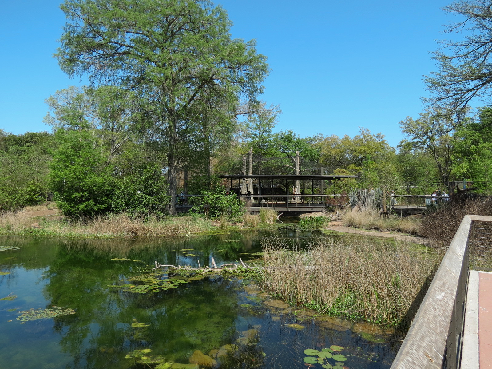 Texas Wetlands - Lake Viewpoint