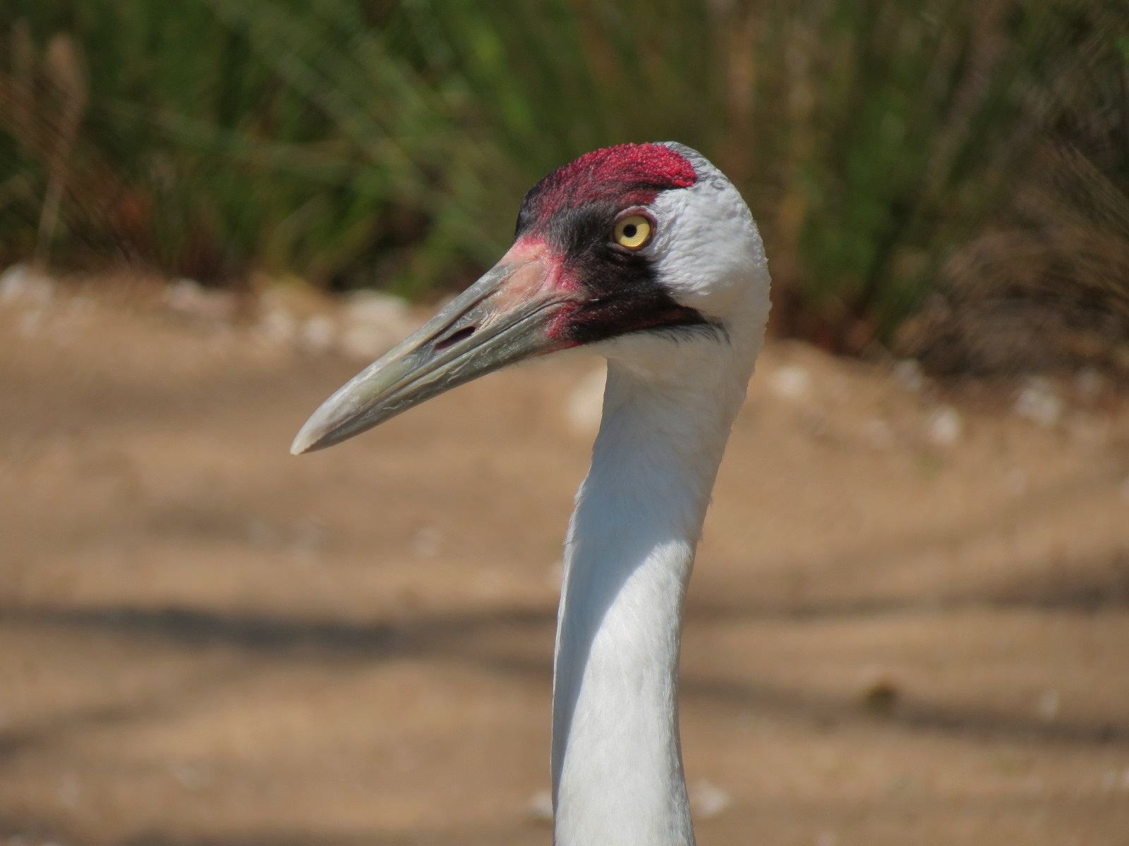 Texas Wetlands - Whooping Crane Exhibit