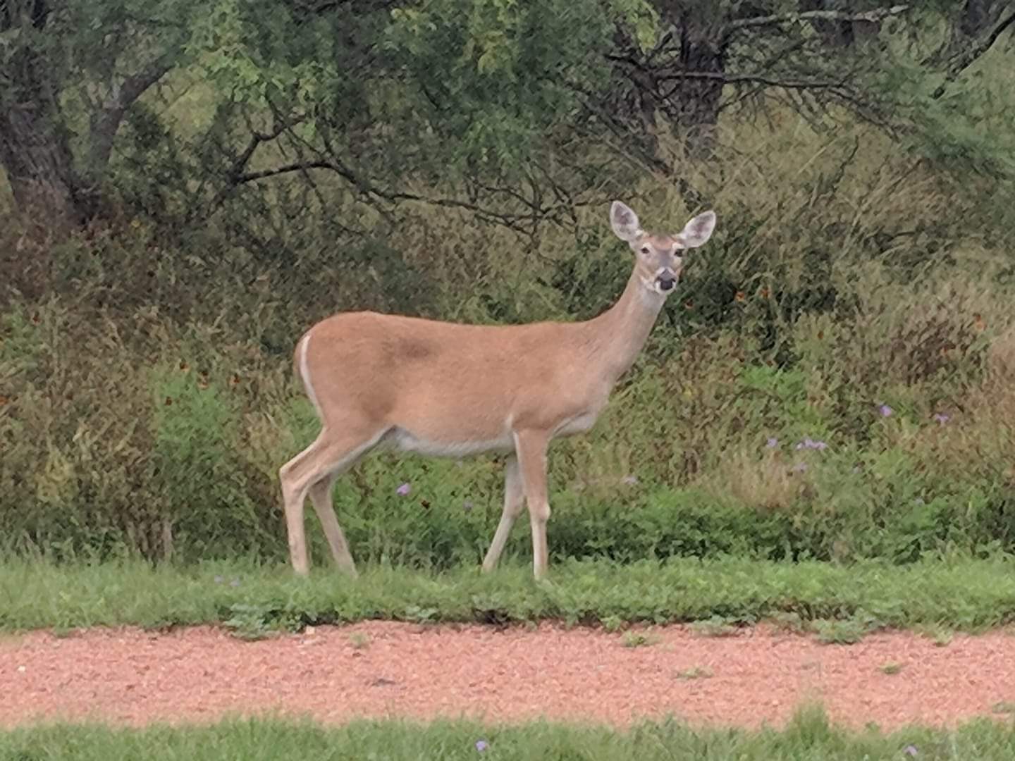 Texas white tailed deer (Odocoileus virginianus texanus)