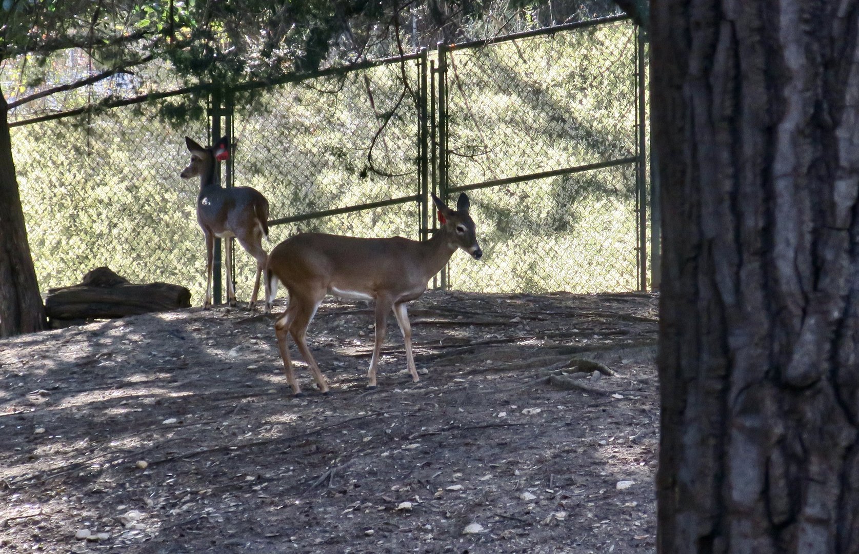 Texas White-Tailed Deer (Odocoileus virginianus texanus)