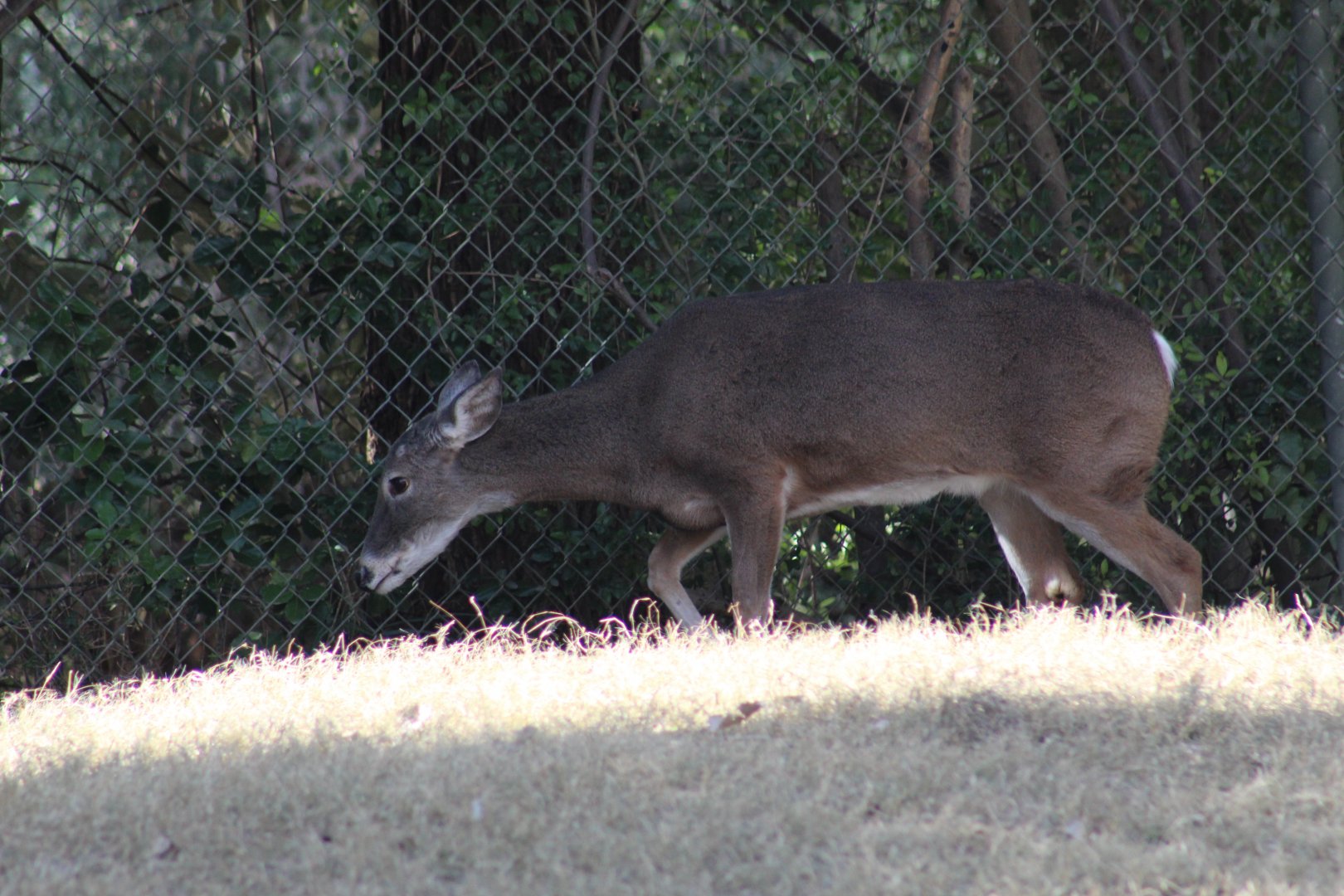 Texas White-Tailed Deer